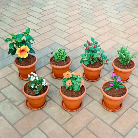 Winter Garden Bliss - Set of 7 - Dianthus , Zinnia, Begonia,Torenia / Wishbone, Cuphea / False Heather, Salvia & Hibiscus / Gudhal (any colour) in 7 Inch Classy Red Plastic Pot with Tray