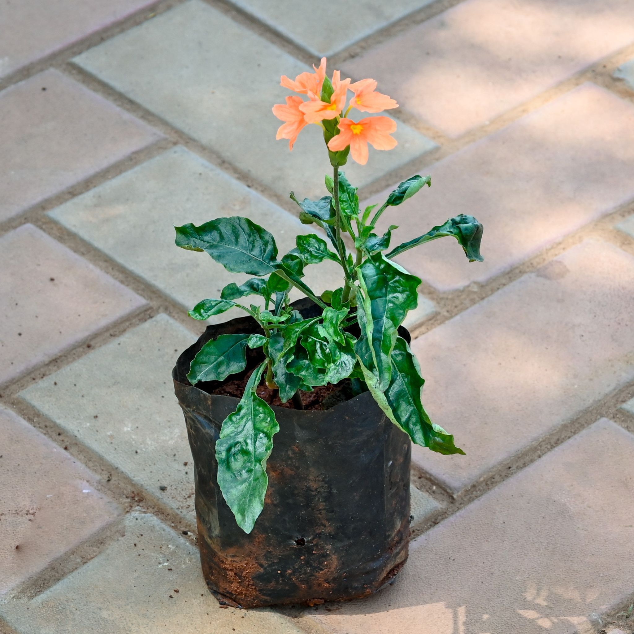 Crossandra / Kanakambaram Yellow in 4 Inch Nursery Bag