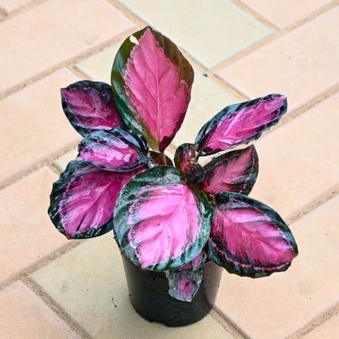 Calathea Rosy in 4 Inch Nursery Pot