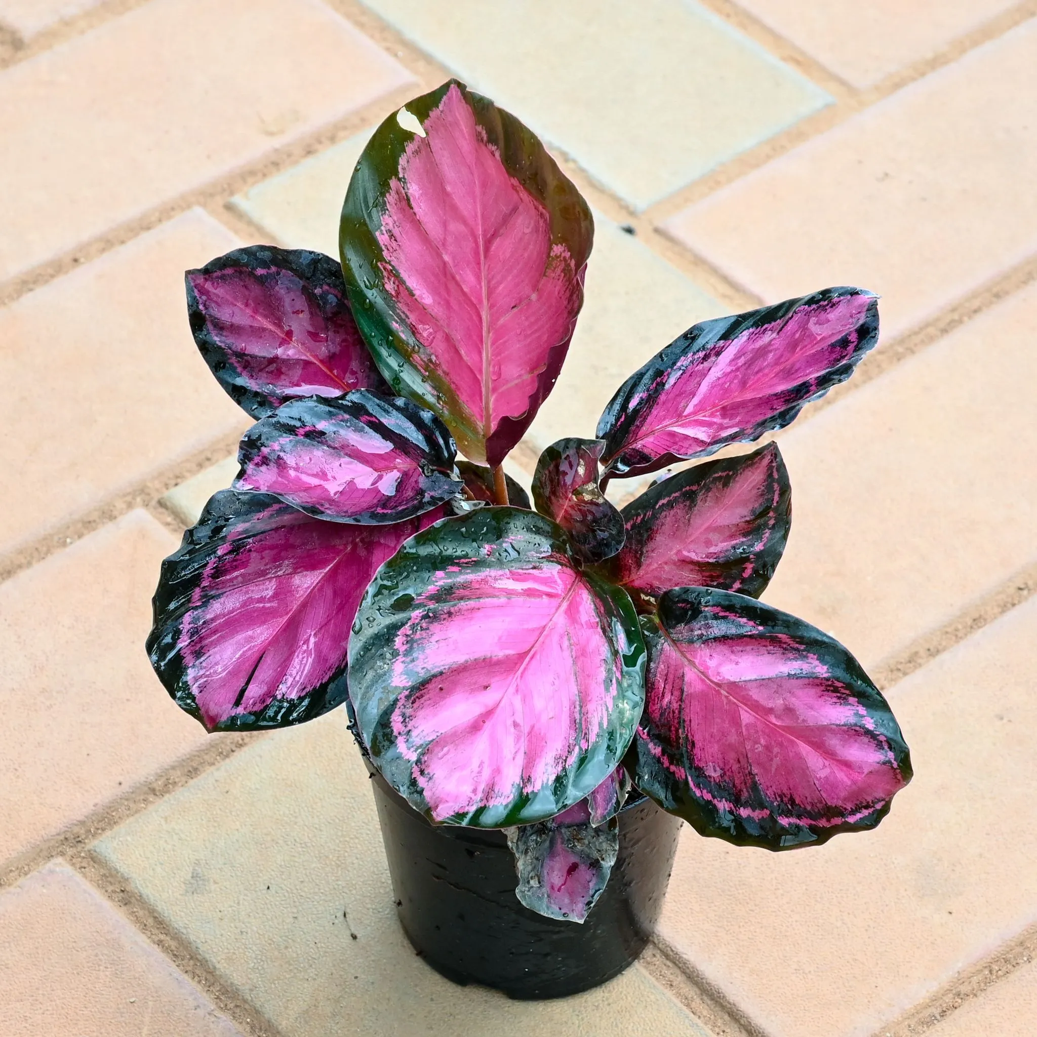Calathea Rosy in 4 Inch Nursery Pot