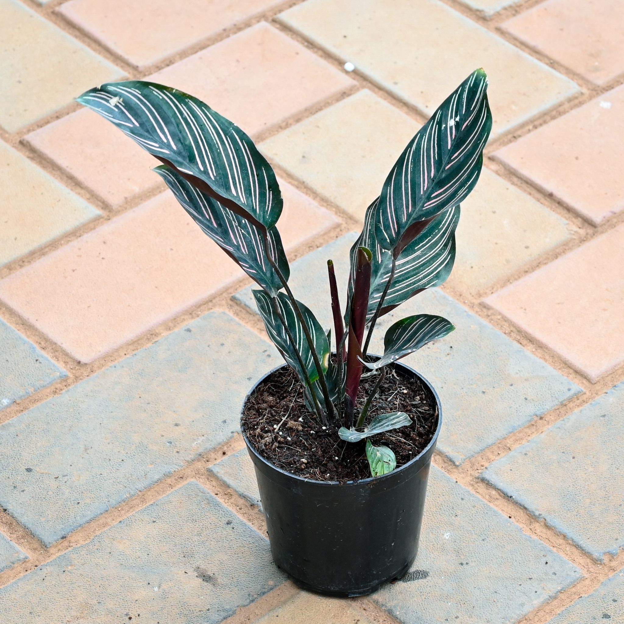 Calathea Pinstripe in 4 Inch Nursery Pot