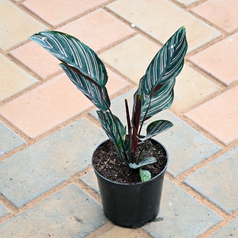 Calathea Pinstripe in 4 Inch Nursery Pot