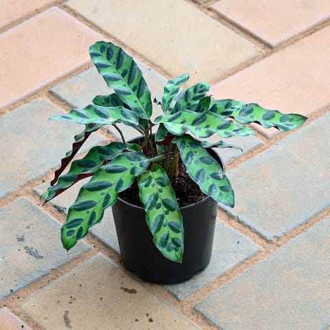 Calathea Rattlesnake in 4 Inch Nursery Pot