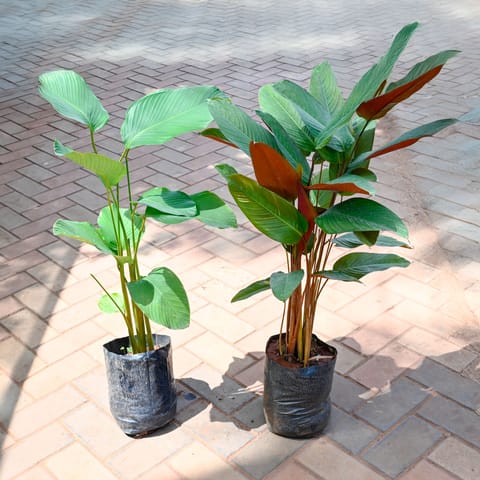 Set of 2 - Calathea Lutea (Green & Red) in 7 Inch Nursery Bag