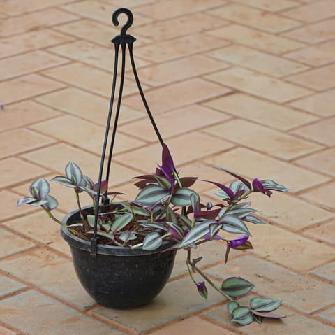 Wandering Jew in 6 Inch Live Plant Black Hanging Basket
