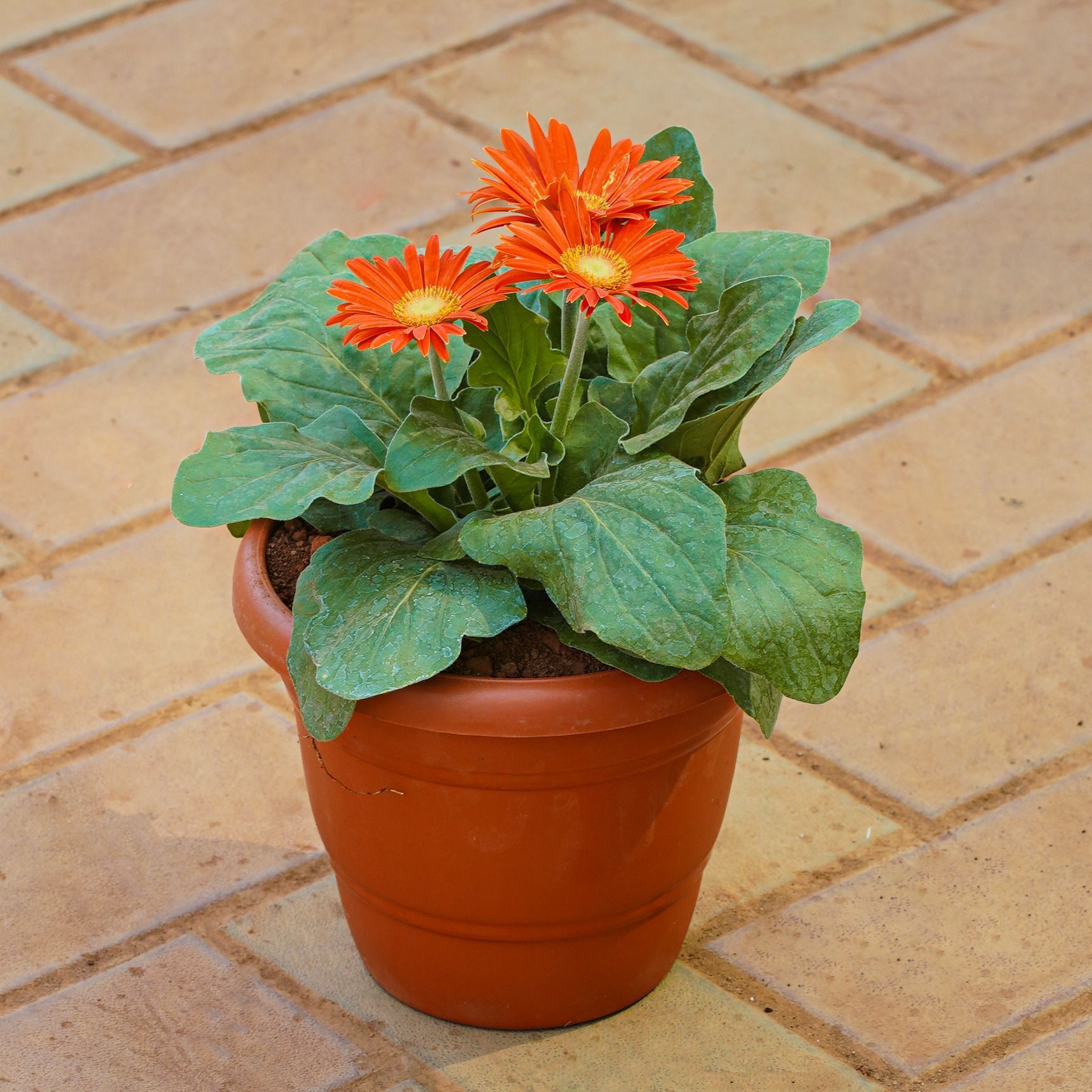 Gerbera (Any Colour) in 7 Inch Red Classy Plastic Pot