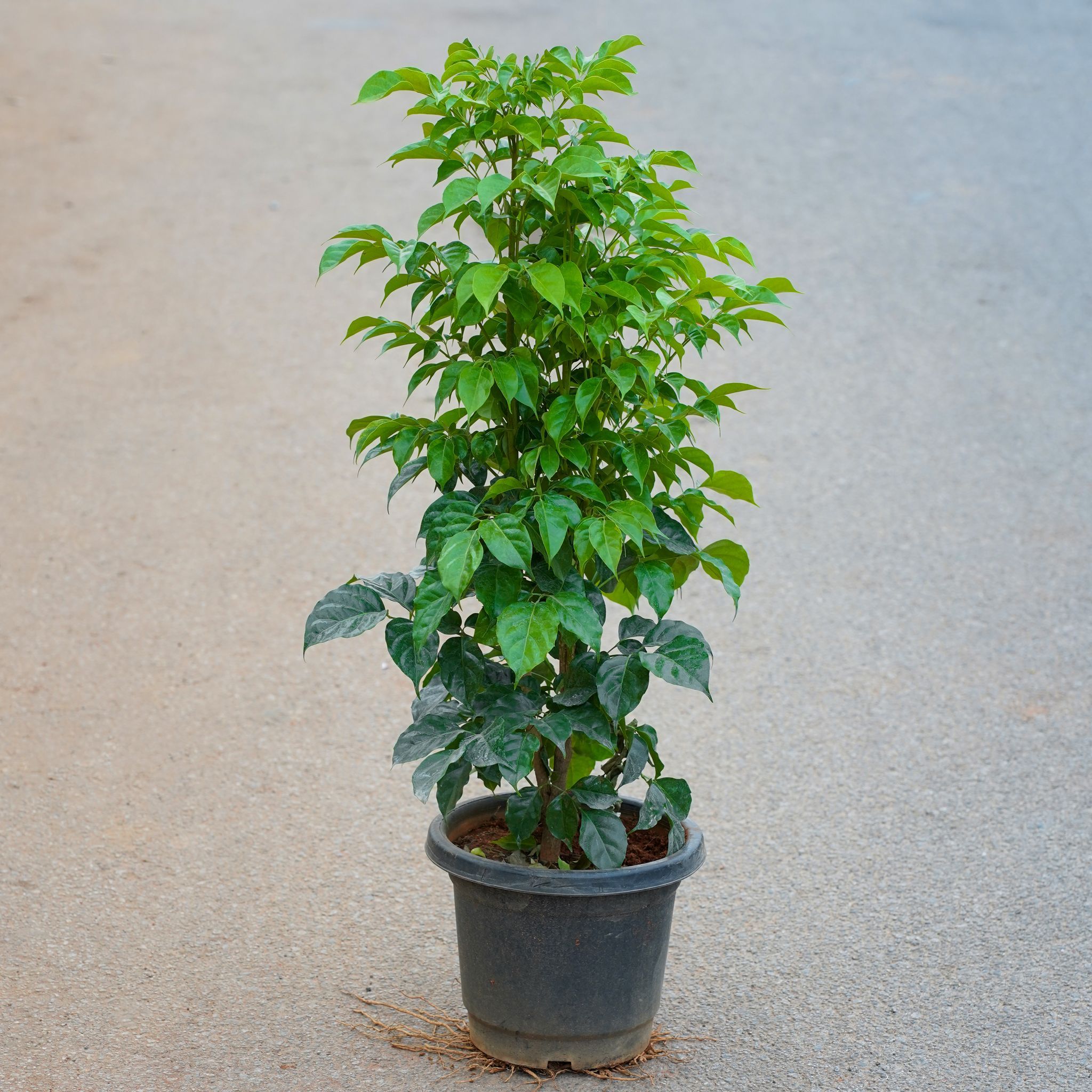 China Doll / Radermachera (2 Ft) in 8 Inch Nursery Pot