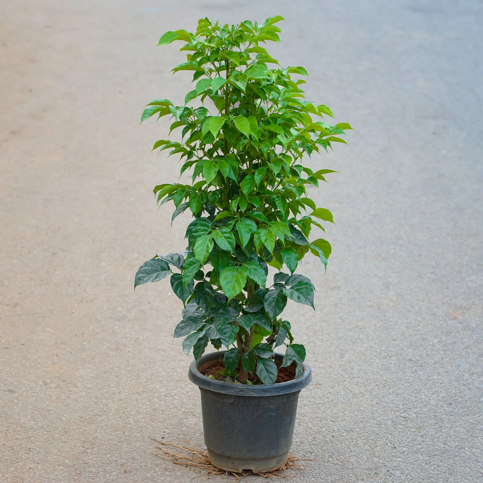 China Doll / Radermachera (2 Ft) in 8 Inch Nursery Pot