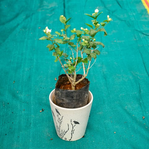 Mogra / Jasmine (Any Colour) in 7 Inch Wild Bloom Cup Style Ceramic Pot (Any Colour)