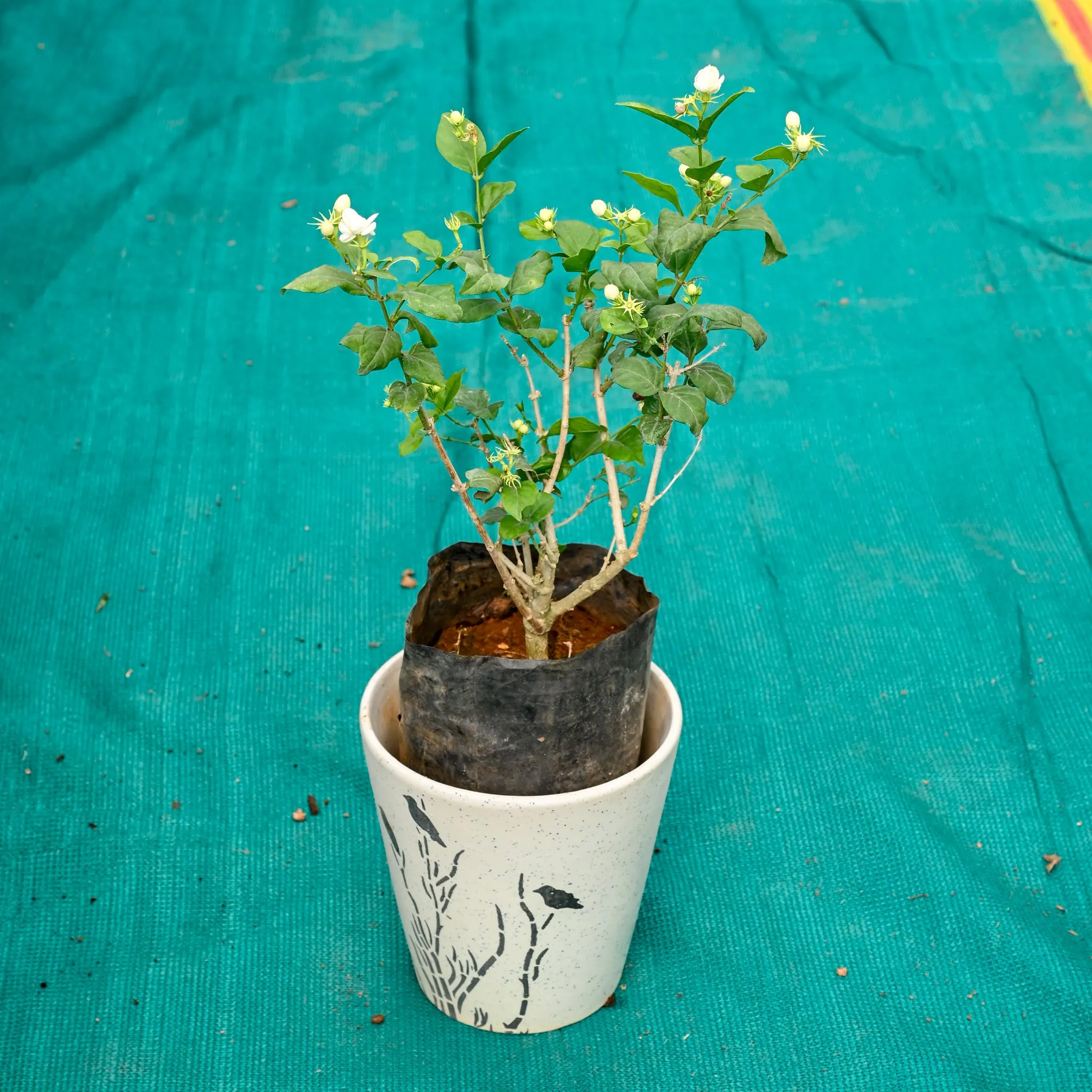 Mogra / Jasmine (Any Colour) in 7 Inch Wild Bloom Cup Style Ceramic Pot (Any Colour)