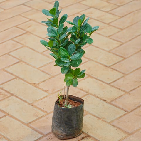 Panda Ficus in 4 Inch Nursery bag