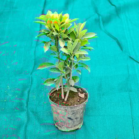 Ficus Panda in 6 Inch Nursery Pot