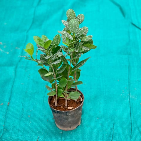 Lemon Ficus in 4 Inch Nursery Pot