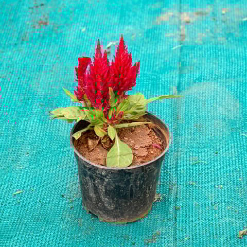 Celosia / Cockscomb Red in 5 Inch Nursery Pot