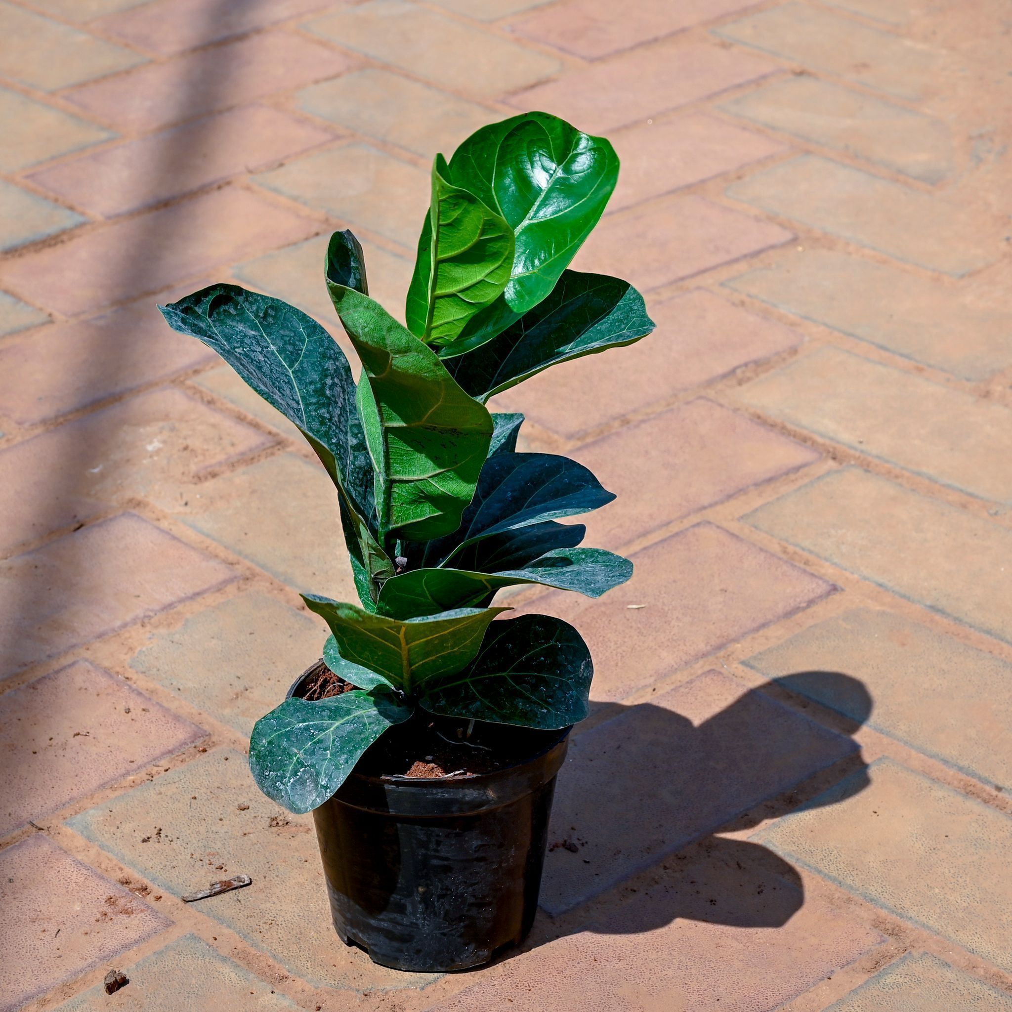 Fiddle Leaf in 5 Inch Nursery Pot
