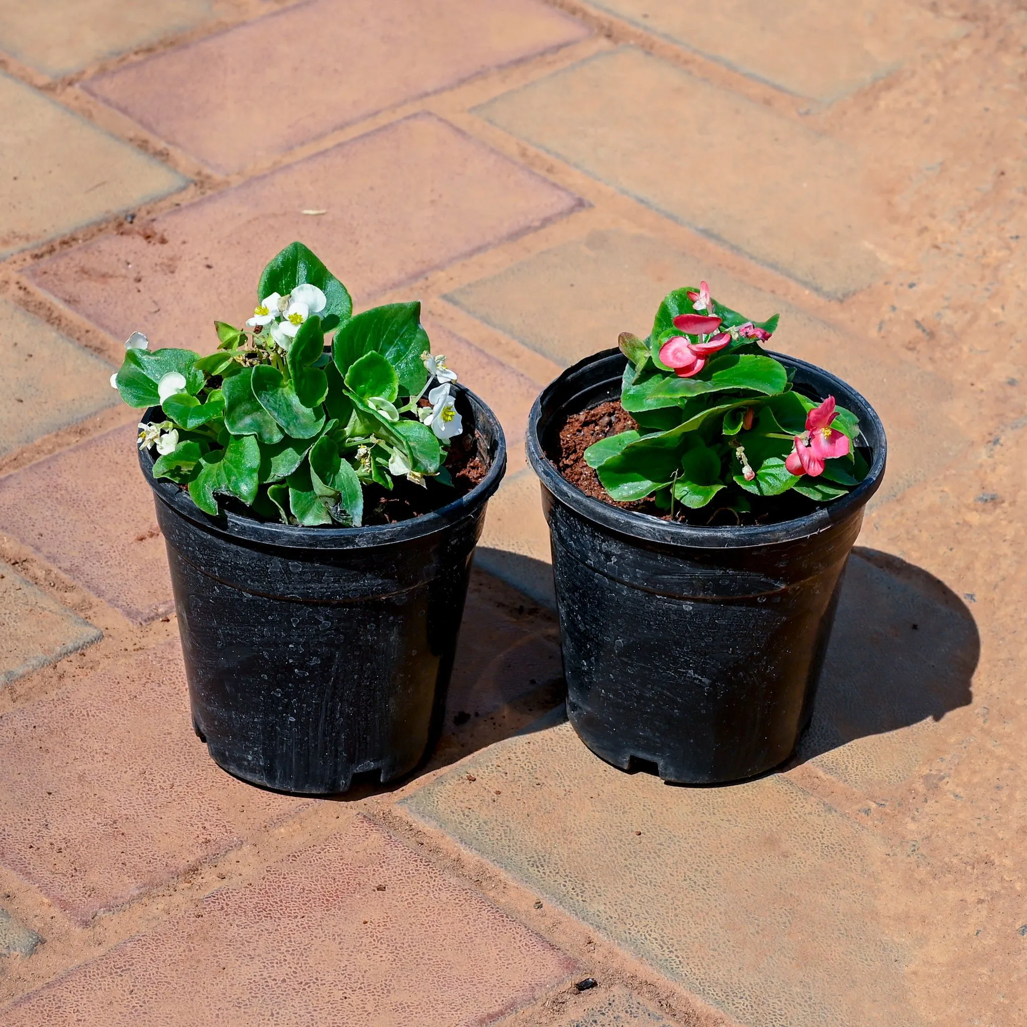 Set of 2 - Begonia Pink & Begonia White in 4 Inch Nursery Pot