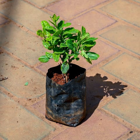 Allamanda (Any Colour) in 4 Inch Nursery bag