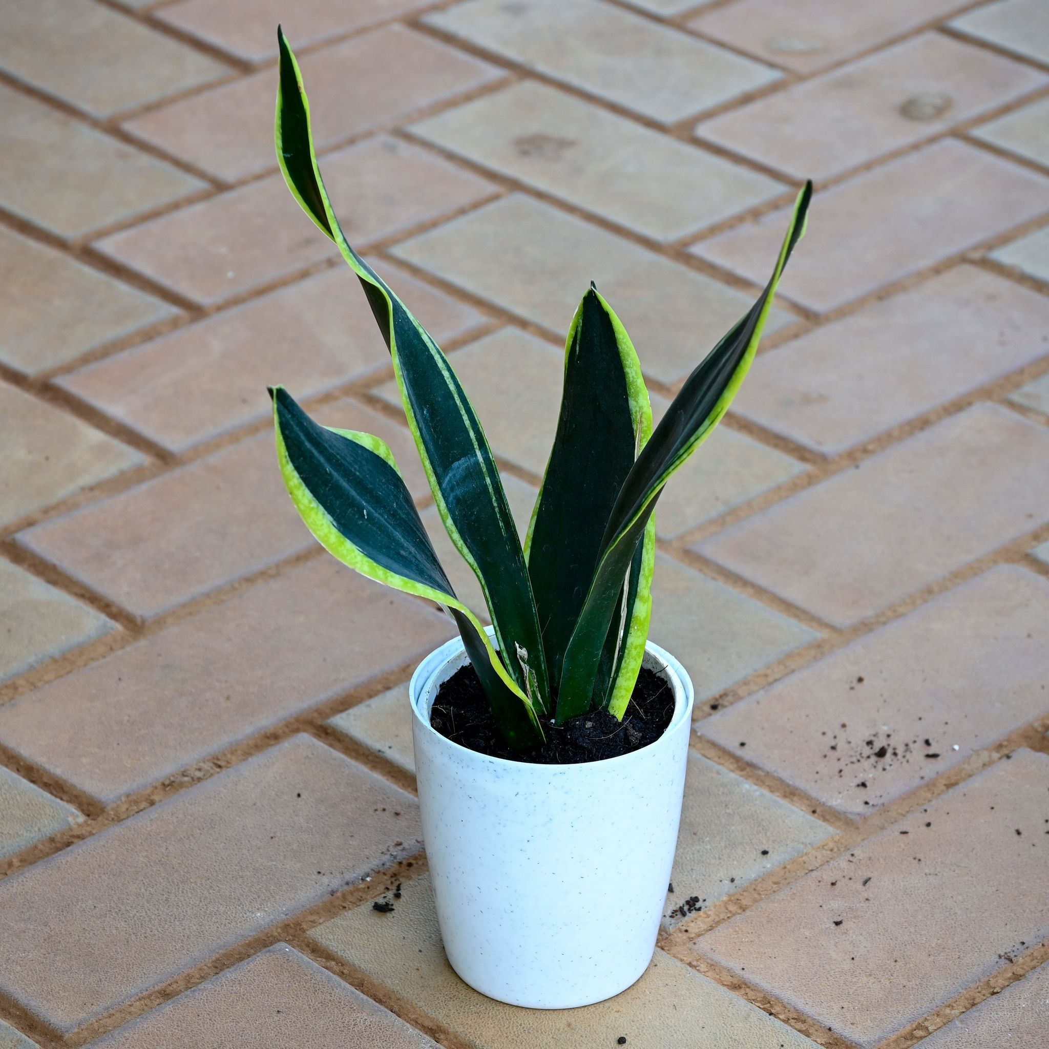 Snake Black Vareigated in 5 Inch White Sphere Plastic Pot