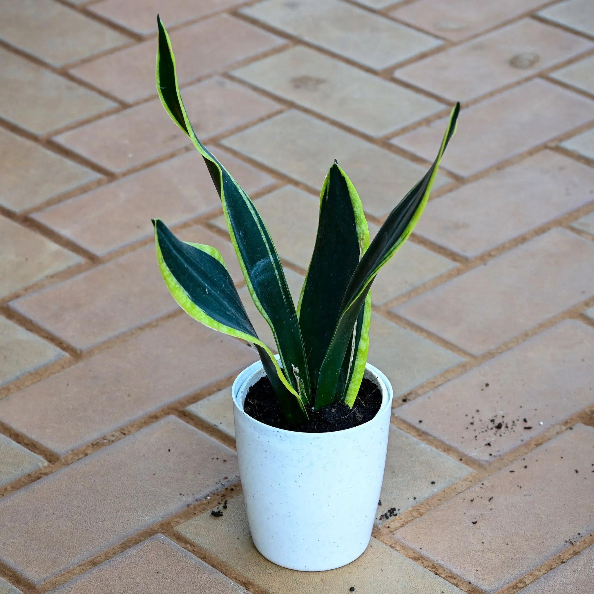 Snake Black Vareigated in 5 Inch White Sphere Plastic Pot