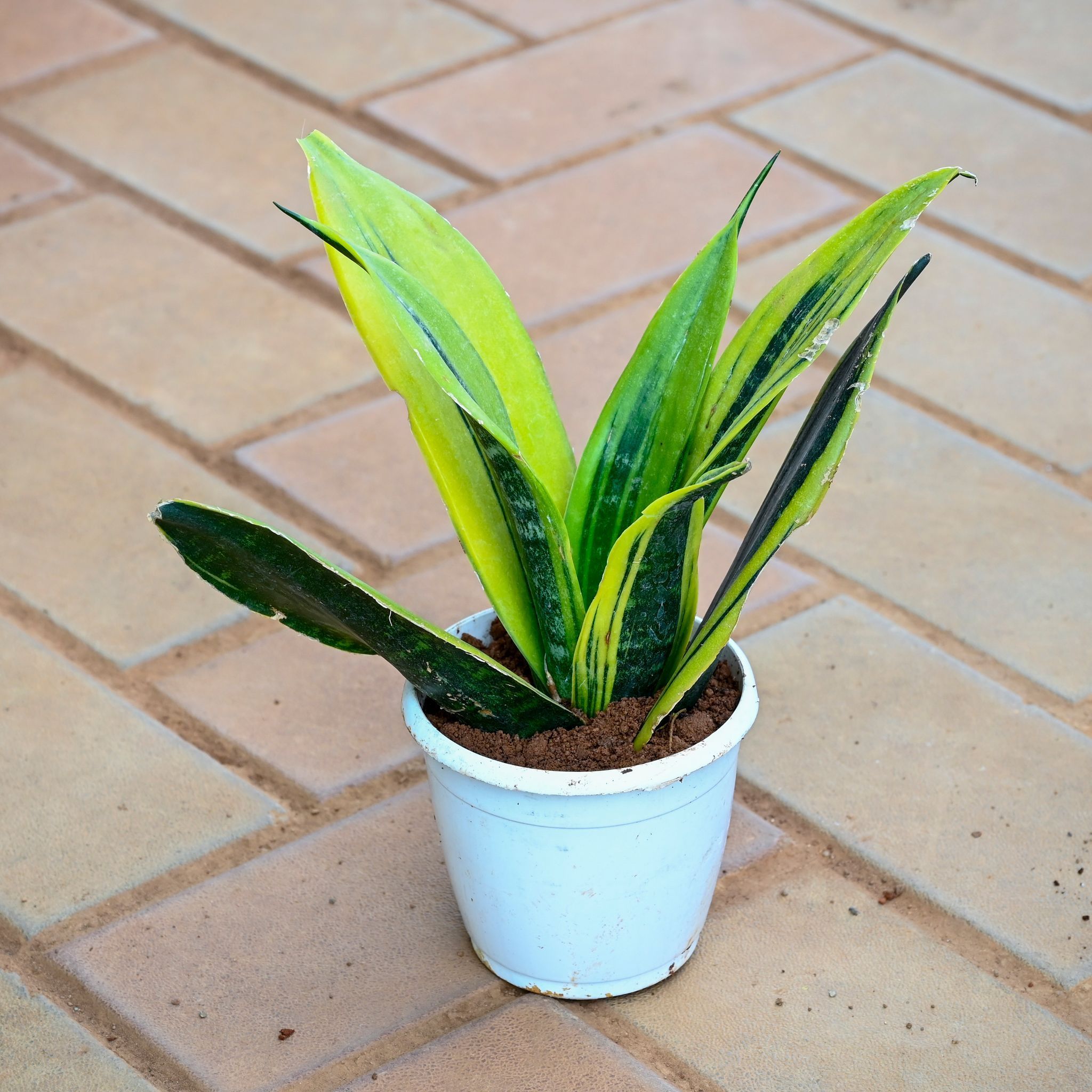 Snake Golden Vareigated in 4 Inch Nursery Pot