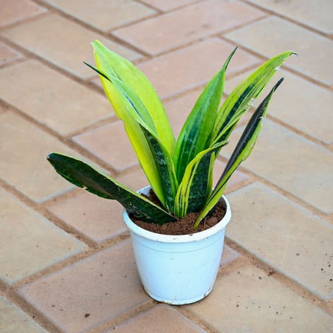 Snake Golden Vareigated in 4 Inch Nursery Pot