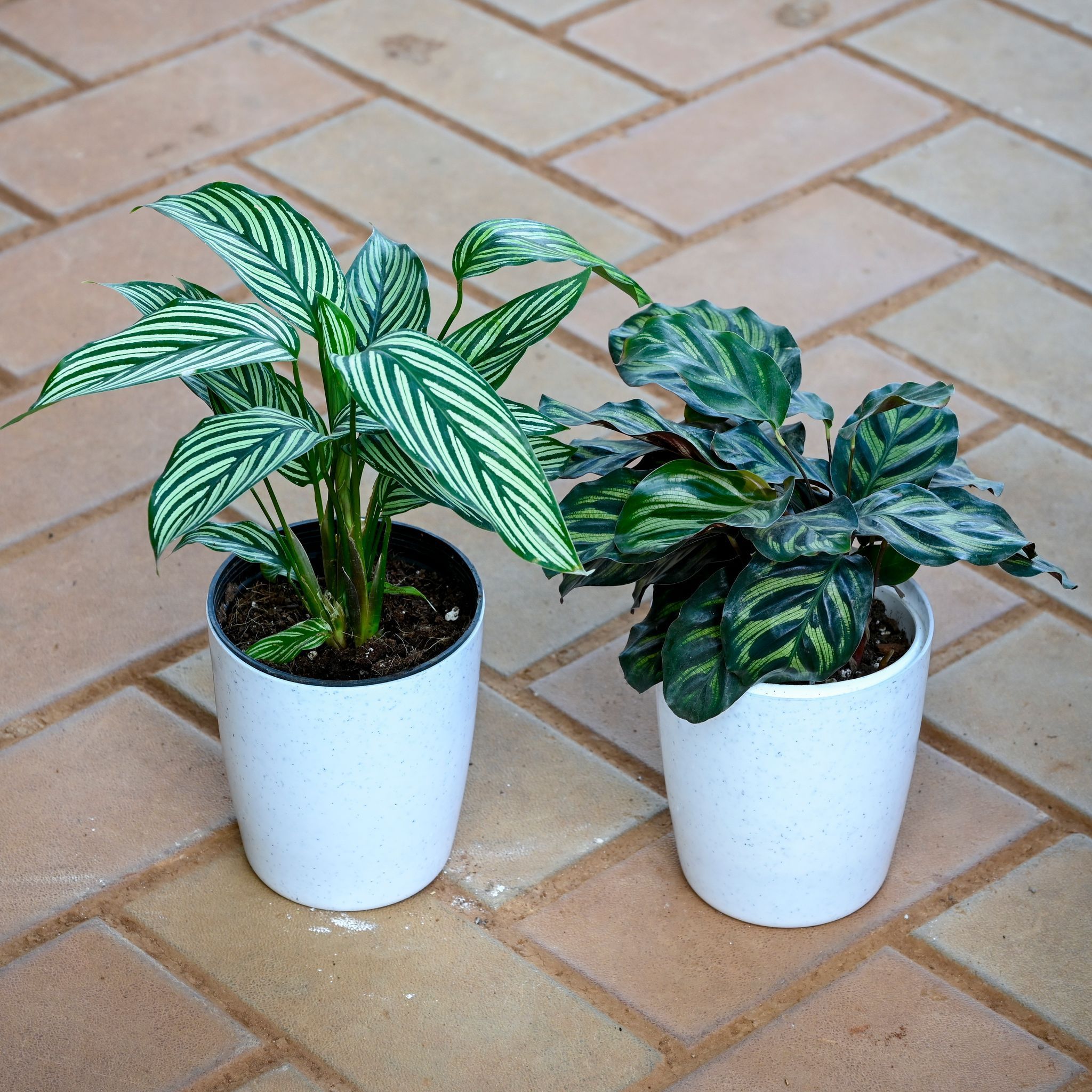 Set of 2 - Calathea Pin Stripe & Makoyana in 5 Inch White Sphere Plastic Pot