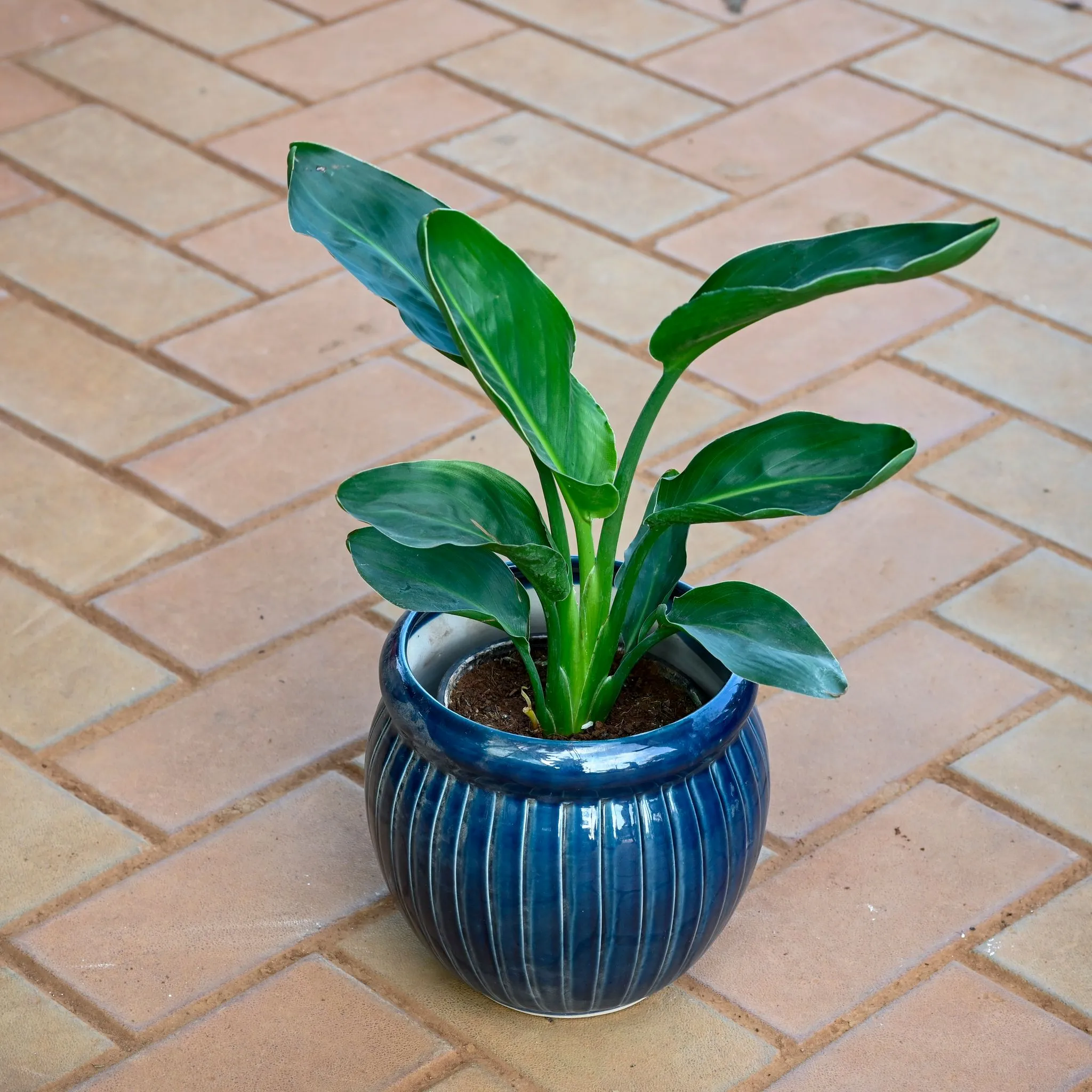 Bird of Paradise in 8 Inch Verdant Matki Textured Ceramic Pot (any colour)