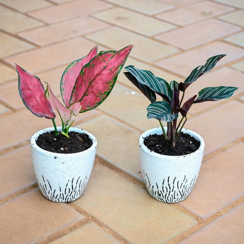 Set of 2 - Calathea Pin Stripe & Aglaonema Wishes in 3 Inch Classy White Cup Designer Ceramic Pot (any design)