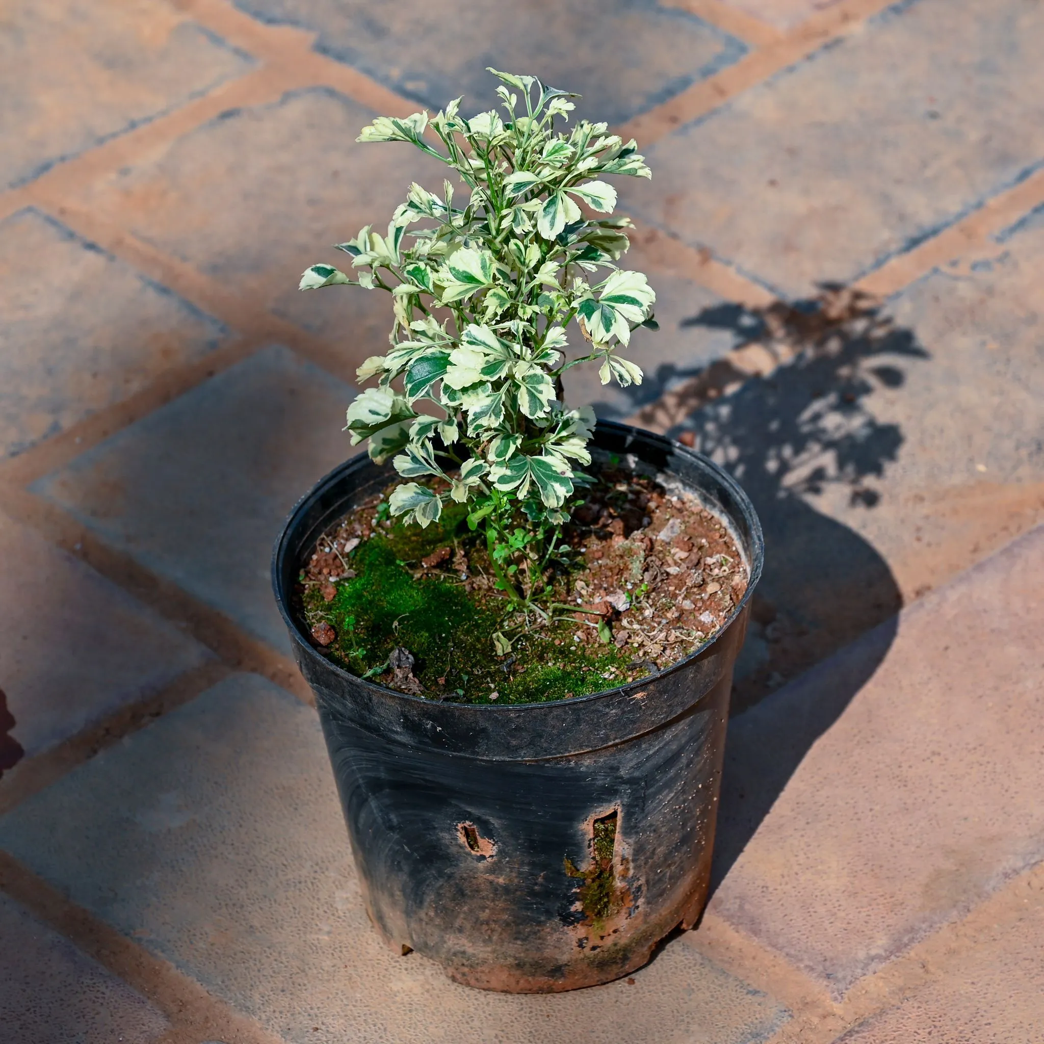 Aralia Green White in 4 Inch Nursery Pot