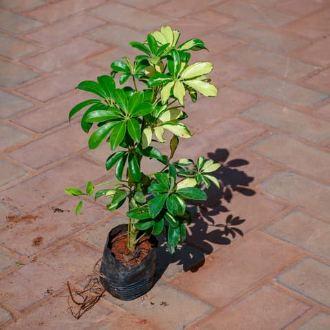 Schefflera in 4 Inch Nursery Bag