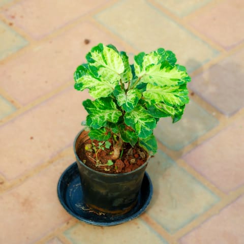Aralia Green White in 4 Inch Nursery Pot