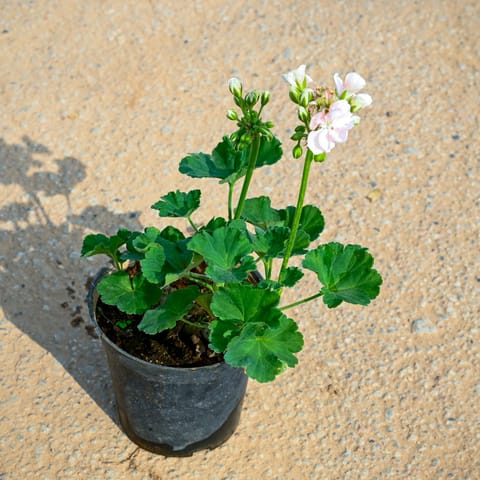 Geranium White in 6 Inch Nursery Pot