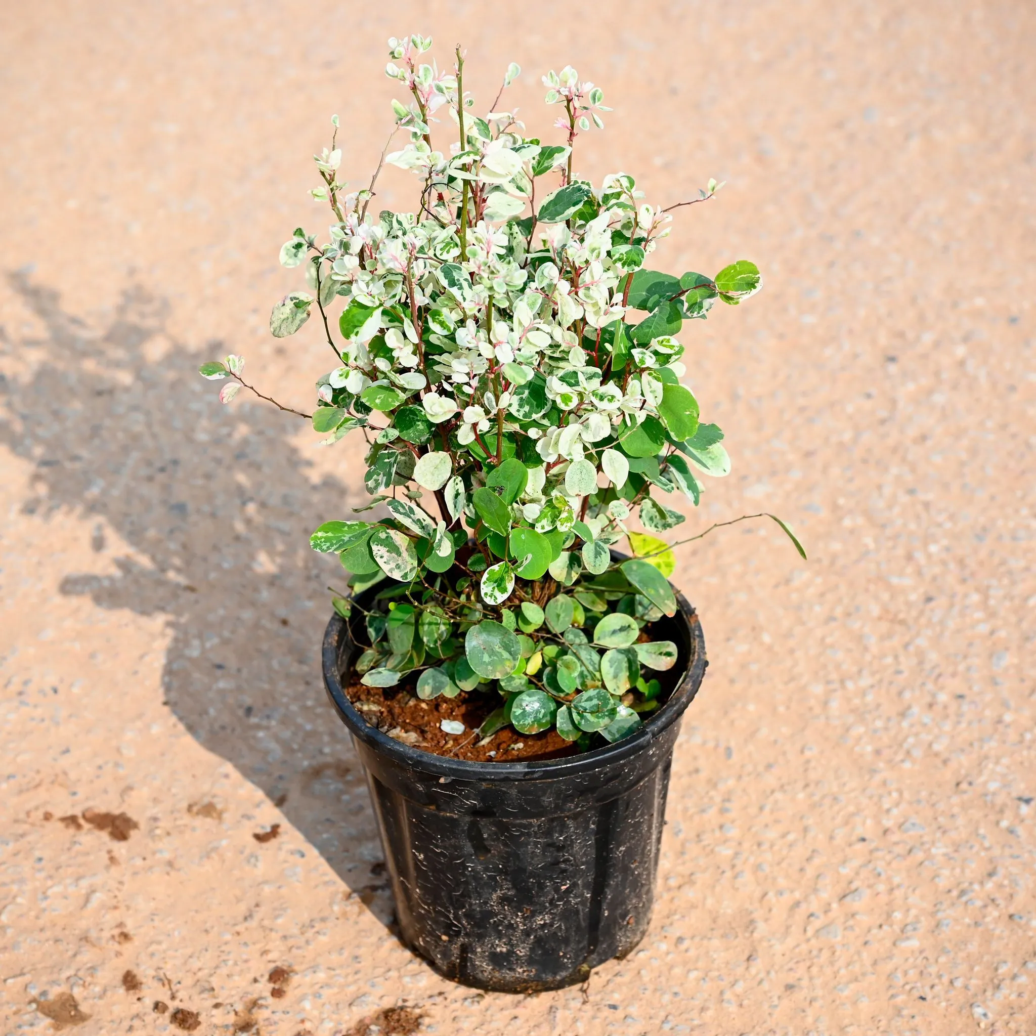Aralia Snow bush in 6 Inch Nursery Pot