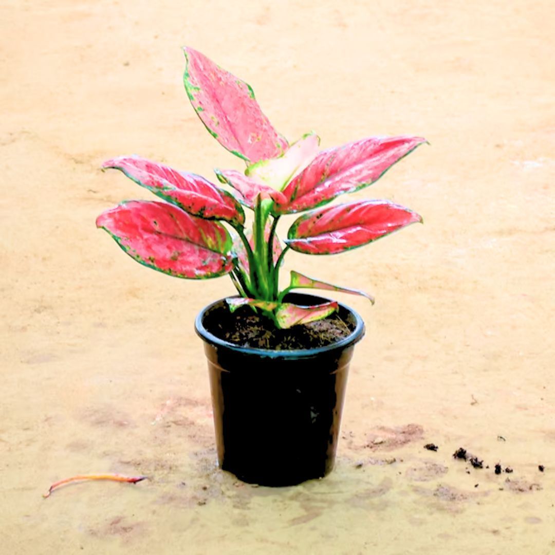 Aglaonema Red in 6 Inch Nursery Pot