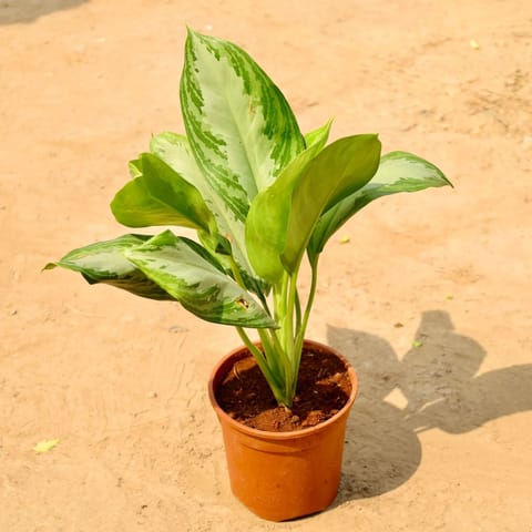 Aglaonema Green in 6 Inch Nursery Pot