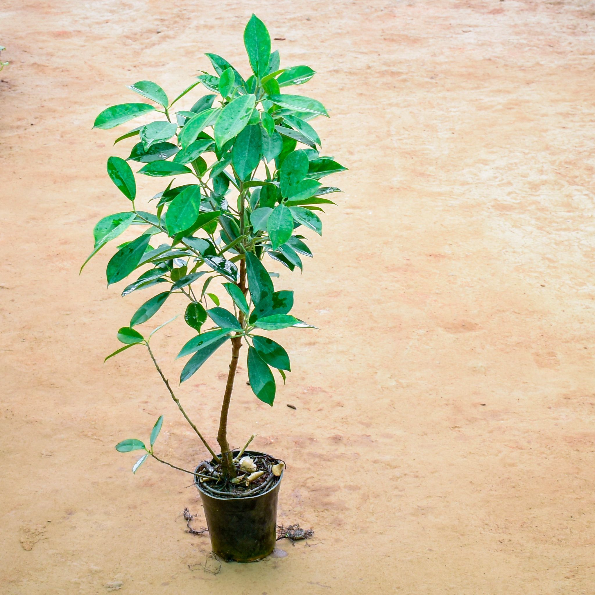 Lemon Ficus in 8 Inch Nursery Pot