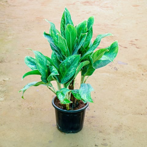 Aglaonema White Stem in 10 Inch Nursery Pot