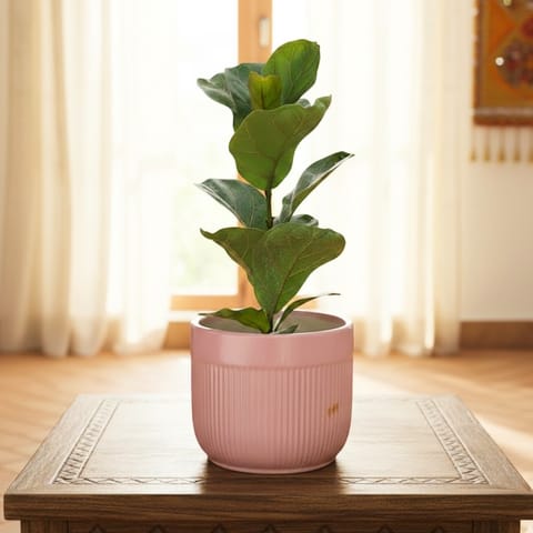 Fiddle Leaf Fig / Ficus Lyrata in 8 Inch Cylindrical Designer Ceramic Pot (Any Colour)
