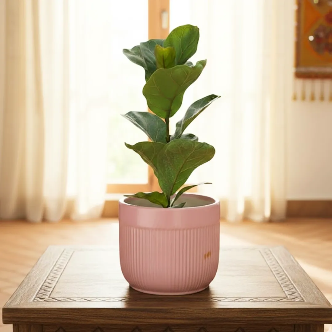 Fiddle Leaf Fig / Ficus Lyrata in 8 Inch Cylindrical Designer Ceramic Pot (Any Colour)