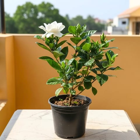 Gardenia / Gandhraaj (any colour) in 5 Inch Nursery Pot