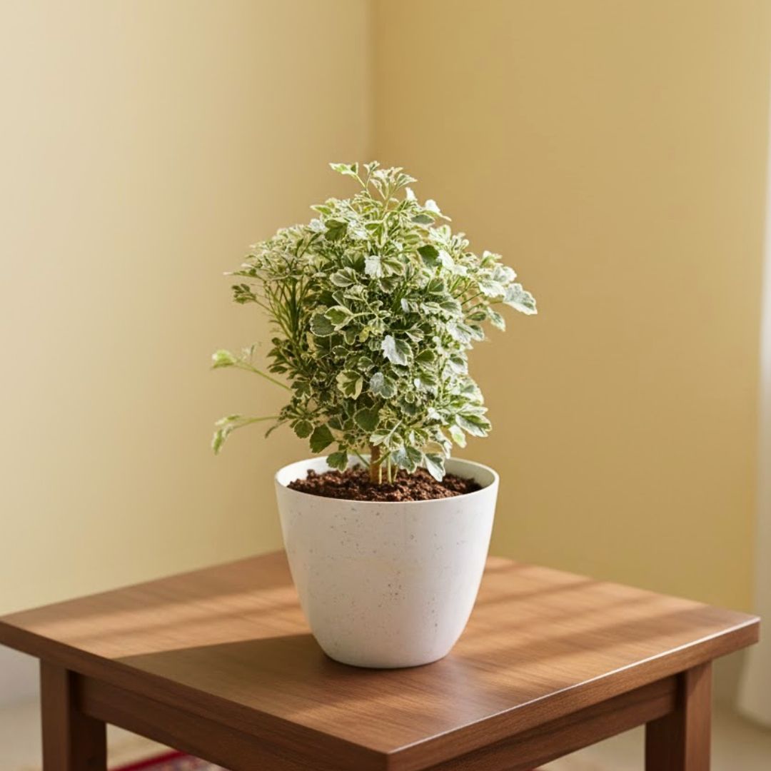 Gift Ready - Aralia Variegated in 4 Inch White Premium Orchid Round Plastic Pot With a Chic Bag