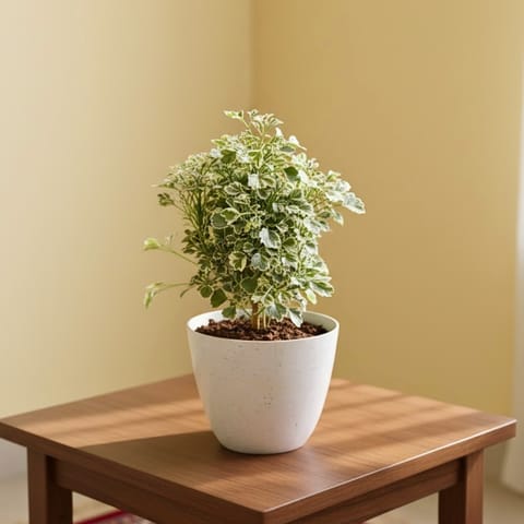 Gift Ready - Aralia Variegated in 4 Inch White Premium Orchid Round Plastic Pot With a Chic Bag
