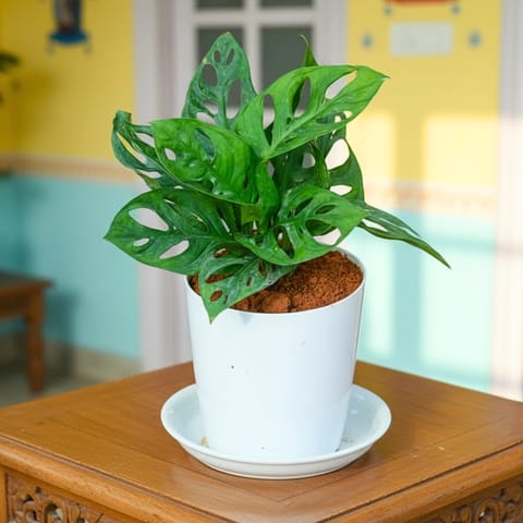 Gift Ready - Monstera Broken Heart in 5 Inch White Premium Sphere Plastic Pot with Tray With a Chic Bag