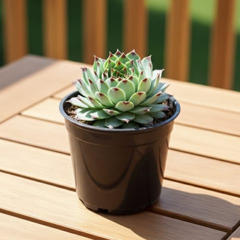 Laxmi / Lakshmi Kamal Succulent in 3 Inch Nursery Pot
