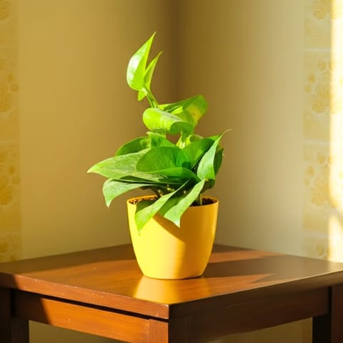 Money Plant Green in 4 Inch Yellow Premium Orchid Round Plastic Pot