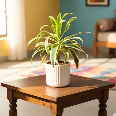 Song of India in 4 Inch White Designer Ceramic Pot (any colour)