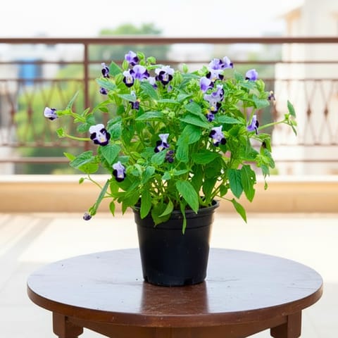 Wishbone / Torenia (any colour) in 4 Inch Nursery Pot