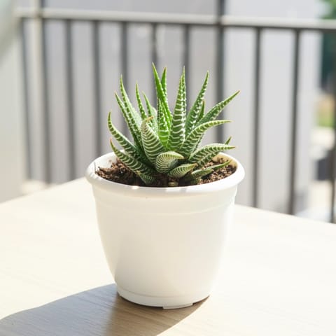 Fasciated Haworthia Green Succulent in 3 Inch Nursery Pot