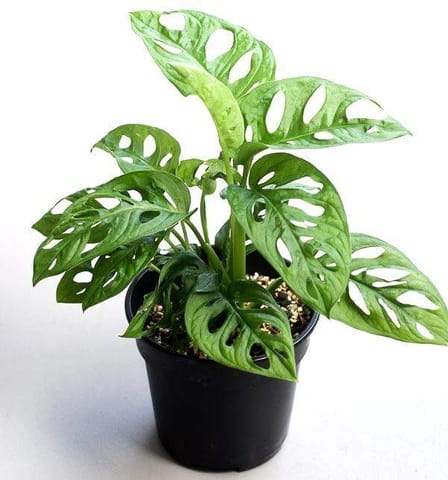 Monstera Broken Heart in 4 Inch Nursery Pot