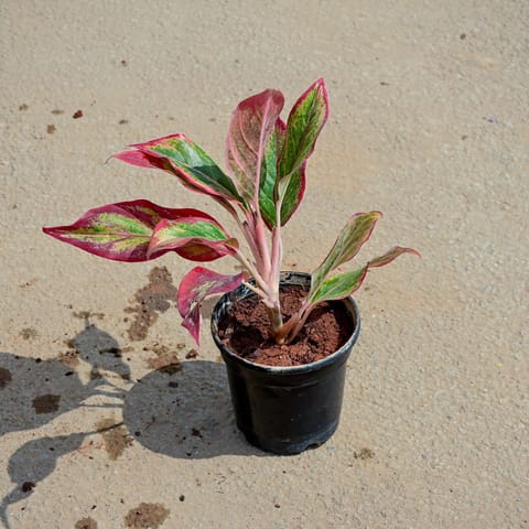 Aglaonema Lipstick in 5 Inch Black Nursery Pot